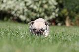 BOULEDOGUE FRANCAIS 609